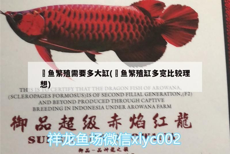 魟魚繁殖需要多大缸(魟魚繁殖缸多寬比較理想) 魟魚繁殖需要多大缸(魟魚繁殖缸多寬比較理想) 龍魚百科 第3張