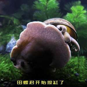 龍魚吃田螺嗎，龍魚可以吃田螺嗎