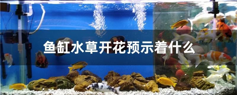 魚缸水草開花預示著什么 魚缸水草開花預示著什么 龍魚百科 第1張