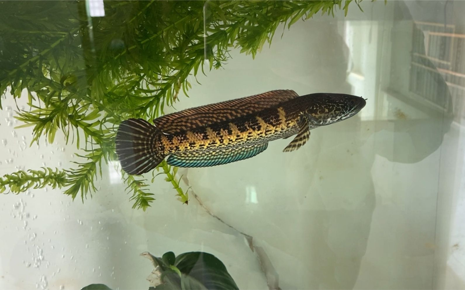 雷龍魚黃金眼鏡蛇怎么預防突眼，雷龍魚黃金眼鏡蛇的突眼問題，
