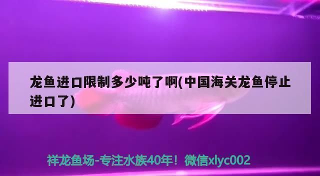 龍魚停止進(jìn)口的原因有哪些，龍魚停止進(jìn)口原因主要包括以下幾個(gè)方面包括以下幾個(gè)方面 龍魚停止進(jìn)口的原因有哪些，龍魚停止進(jìn)口原因主要包括以下幾個(gè)方面包括以下幾個(gè)方面 龍魚百科 第4張