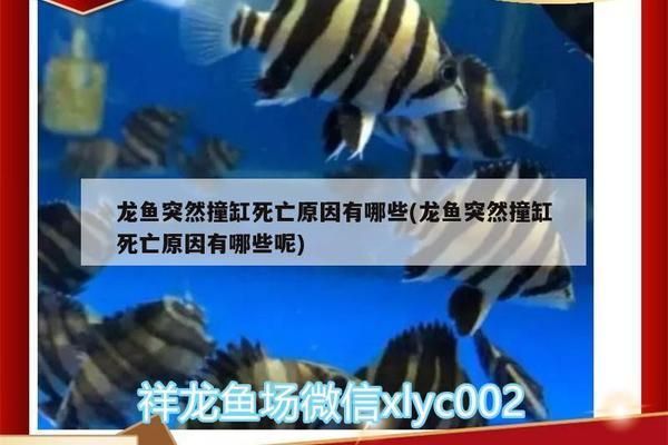 龍魚停止進(jìn)口的原因有哪些，龍魚停止進(jìn)口原因主要包括以下幾個(gè)方面包括以下幾個(gè)方面 龍魚停止進(jìn)口的原因有哪些，龍魚停止進(jìn)口原因主要包括以下幾個(gè)方面包括以下幾個(gè)方面 龍魚百科 第6張