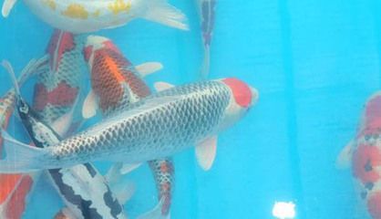 鉆石眼龍魚是什么意思?。恒@石眼龍魚，神秘與奢華的水下瑰寶