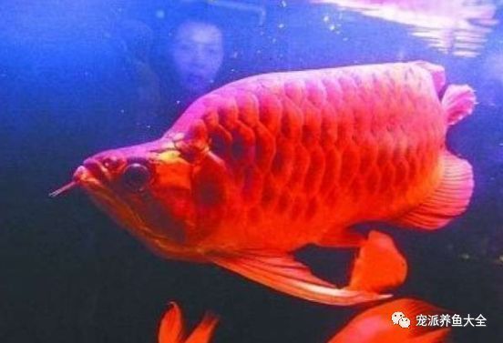 什么叫福龍魚,福龍魚養殖技術要點 龍魚百科 第6張 什么叫福龍魚,福龍魚養殖技術要點 什么叫福龍魚,福龍魚養殖技術要點 龍魚百科 第6張