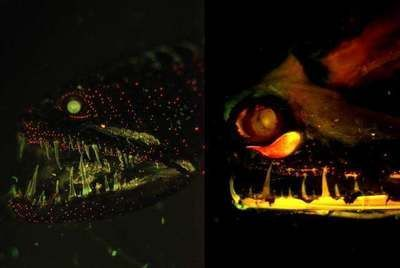 龍魚夜晚會休息嗎：龍魚在夜晚會進(jìn)入休息狀態(tài)嗎？