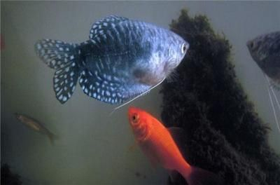 龍魚變色怎么回事，龍魚為什么會(huì)變色