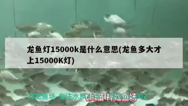 龍魚燈k值越低，龍魚燈k值對龍魚的健康和色彩展示有著重要影響