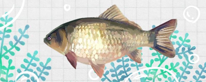 釣鯽魚怎么打窩能用玉米打窩嗎