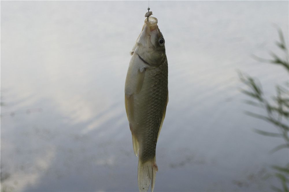 釣鯽魚怎么打窩能用玉米打窩嗎