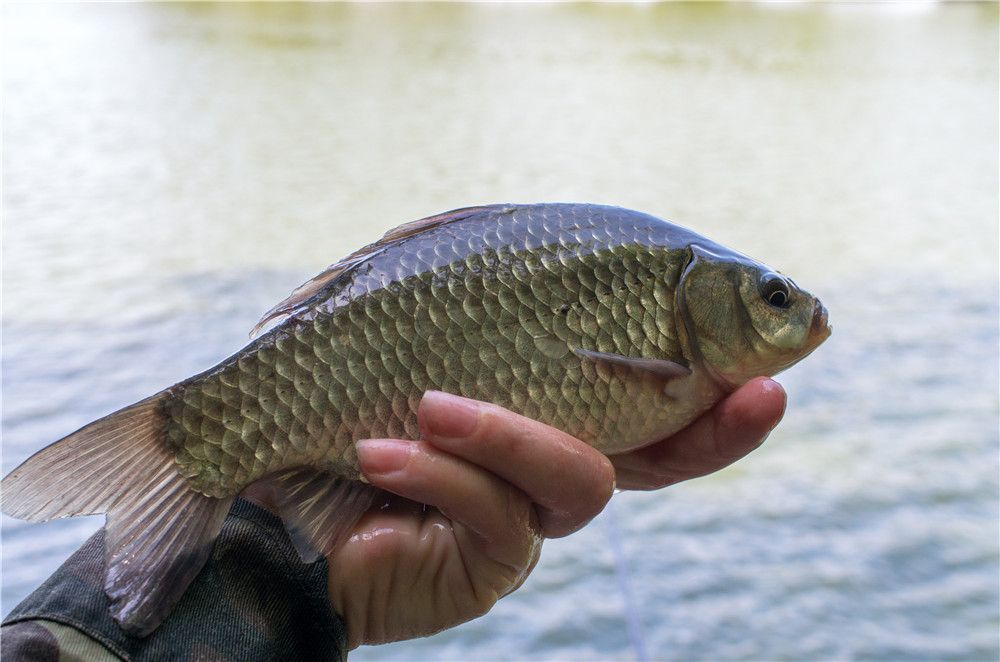 釣鯽魚怎么打窩能用玉米打窩嗎