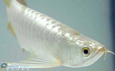 龍魚之家的魚怎么樣，廣州龍魚之家的魚品種有哪些