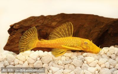 龍魚配什么魚好看呢，與龍魚混養的魚類有哪些優勢？