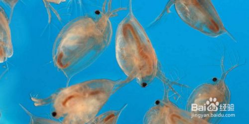 龍魚(yú)平躺怎么回事?龍魚(yú)平躺缸底是得了什么病?