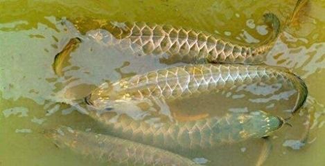 龍魚禁止進口的原因，龍魚禁止進口的主要原因