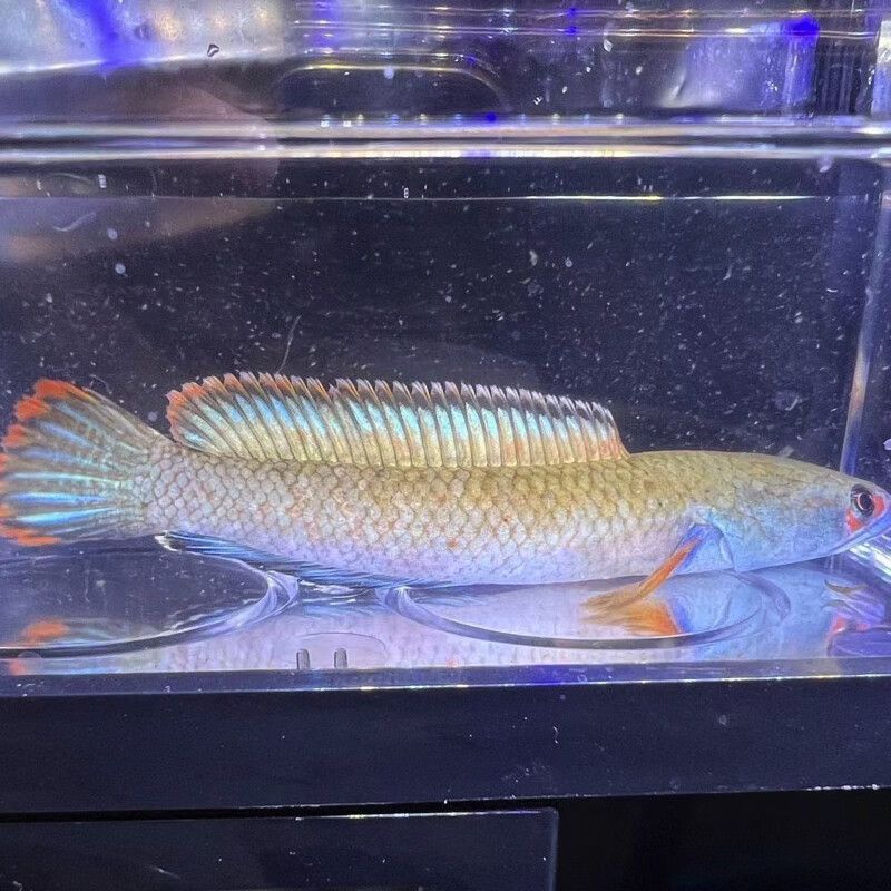 什么龍魚最值錢，市場(chǎng)上最值錢的龍魚品種：紅龍魚和過背金龍魚的區(qū)別