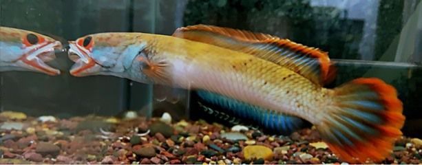 什么龍魚最值錢，市場(chǎng)上最值錢的龍魚品種：紅龍魚和過背金龍魚的區(qū)別