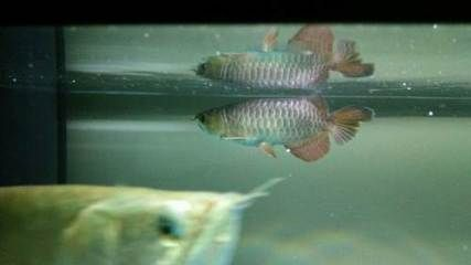 藍寶石金龍魚是什么，藍寶石金龍魚是一種美麗且受歡迎的觀賞魚，藍寶石金龍魚的選購技巧