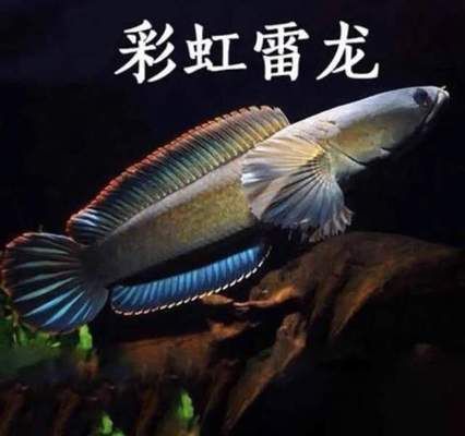 常見(jiàn)雷龍魚（常見(jiàn)雷龍魚品種介紹以及養(yǎng)殖要點(diǎn)）