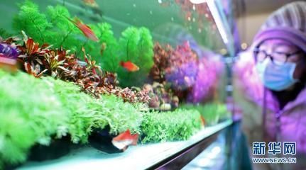 龍魚買賣平臺有哪些軟件，龍魚買賣平臺的優(yōu)勢