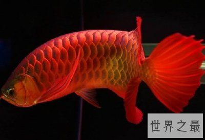 金龍魚怎么喂養，金龍魚的喂養需要注意以下幾點 金龍魚怎么喂養，金龍魚的喂養需要注意以下幾點 龍魚百科 第4張