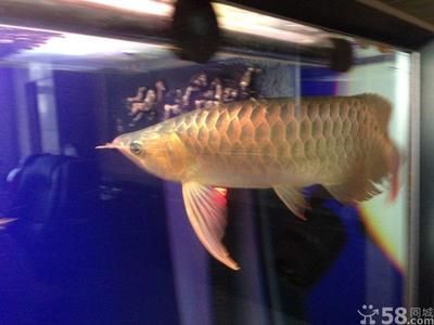 超血紅龍魚發色過程（如何通過飼養促進龍魚發色）