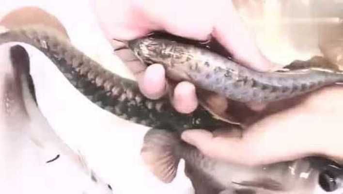 金龍魚怎么看過背還是高背，過背金龍魚與高背金龍魚的區(qū)別