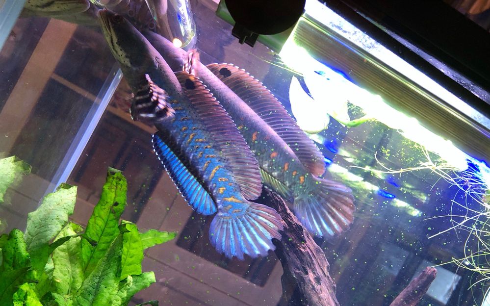 雷龍魚哪種最好看的，被認為最好看的雷龍魚品種：巴卡雷龍和紅尾金龍，珍珠赤雷龍 雷龍魚哪種最好看的，被認為最好看的雷龍魚品種：巴卡雷龍和紅尾金龍，珍珠赤雷龍 龍魚百科 第5張