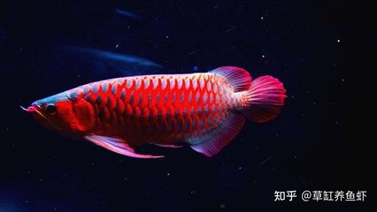 金龍魚銀龍魚是淡水魚嗎 金龍魚銀龍魚是淡水魚嗎 龍魚百科 第5張
