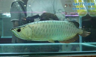 金龍魚銀龍魚是淡水魚嗎 金龍魚銀龍魚是淡水魚嗎 龍魚百科 第6張