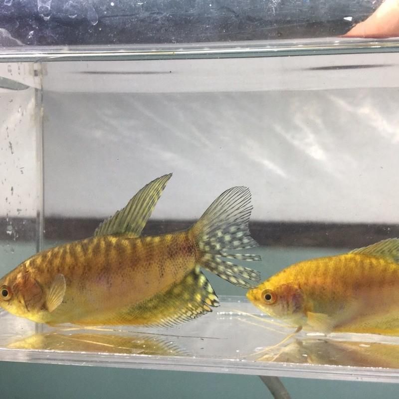 龍魚配魚推薦哪種魚（適合與龍魚混養的幾種魚類，適合與龍魚混養的配魚）