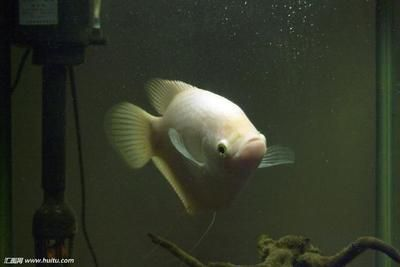 龍魚(yú)可以和招財(cái)魚(yú)一起養(yǎng)嗎，龍魚(yú)和招財(cái)魚(yú)可以一起養(yǎng)但需要注意條件限制和環(huán)境管理