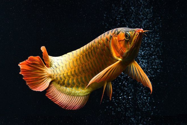 龍魚馴食，龍魚飼料選擇技巧，龍魚飼料營養成分，龍魚馴食心理影響 龍魚馴食，龍魚飼料選擇技巧，龍魚飼料營養成分，龍魚馴食心理影響 龍魚百科 第4張
