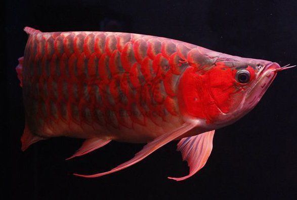 龍魚馴食，龍魚飼料選擇技巧，龍魚飼料營養成分，龍魚馴食心理影響 龍魚馴食，龍魚飼料選擇技巧，龍魚飼料營養成分，龍魚馴食心理影響 龍魚百科 第6張