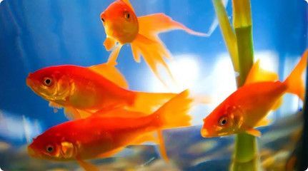 龍魚和金魚哪個好養(yǎng)一點(diǎn)呢（龍魚和金魚的飼養(yǎng)要求和難度有所不同，龍魚和金魚的日常飲食差異）