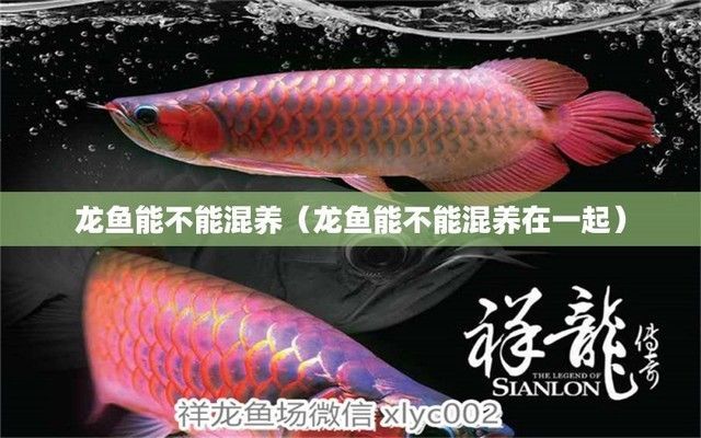龍魚青龍蝦混養可以嗎，龍魚和青龍蝦混養在技術上是可行的但需要謹慎操作以確保生態平衡 龍魚青龍蝦混養可以嗎，龍魚和青龍蝦混養在技術上是可行的但需要謹慎操作以確保生態平衡 龍魚百科 第4張