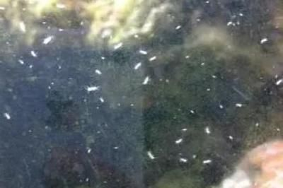 龍魚吃水蛭嗎有毒嗎：龍魚會吃水蛭嗎，龍魚吃水蛭嗎