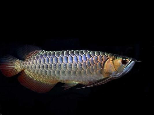 什么龍魚好看又便宜，如何挑選既好看又價格合理的龍魚品種，星點龍魚的飼養(yǎng)技巧 什么龍魚好看又便宜，如何挑選既好看又價格合理的龍魚品種，星點龍魚的飼養(yǎng)技巧 龍魚百科 第1張