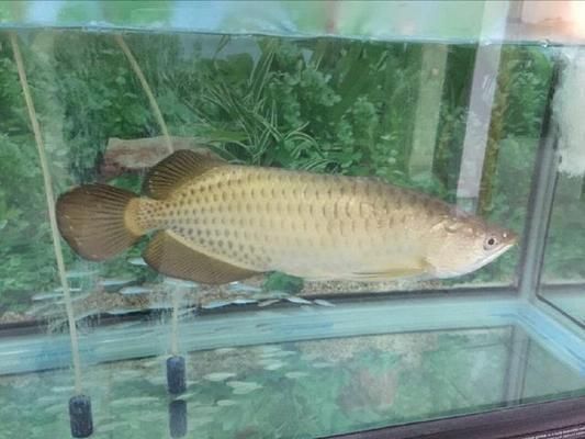 什么龍魚好看又便宜，如何挑選既好看又價格合理的龍魚品種，星點龍魚的飼養(yǎng)技巧 什么龍魚好看又便宜，如何挑選既好看又價格合理的龍魚品種，星點龍魚的飼養(yǎng)技巧 龍魚百科 第4張