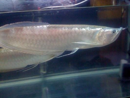 什么龍魚好看又便宜，如何挑選既好看又價格合理的龍魚品種，星點龍魚的飼養(yǎng)技巧 什么龍魚好看又便宜，如何挑選既好看又價格合理的龍魚品種，星點龍魚的飼養(yǎng)技巧 龍魚百科 第6張