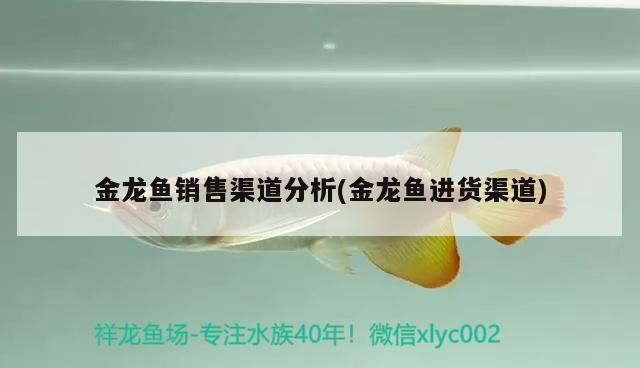 金龍魚銷售渠道是什么，金龍魚在電商平臺銷售