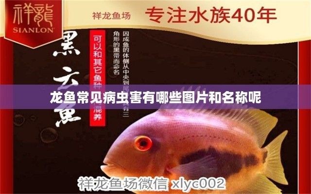 龍魚用什么藥殺蟲效果好，龍魚驅(qū)蟲藥物的使用技巧
