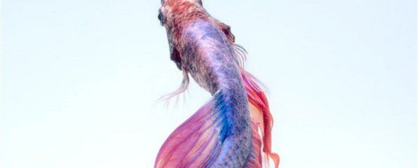 哪里能買到龍魚魚苗呢，如何購買龍魚魚苗
