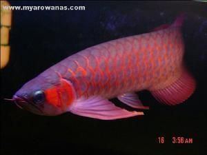 龍魚是鯉魚嗎 龍魚是鯉魚嗎 龍魚百科 第4張