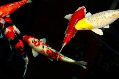 龍魚是鯉魚嗎 龍魚是鯉魚嗎 龍魚百科 第5張