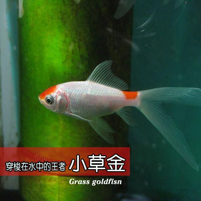 龍魚吃草魚嗎，龍魚可以吃草魚嗎
