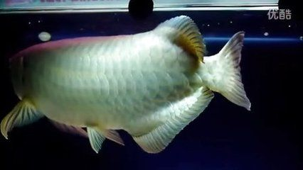 青龍魚，青龍魚和黃尾龍魚的飼養(yǎng)需要注意光照和光照和環(huán)境的穩(wěn)定性