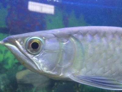 青龍魚，青龍魚和黃尾龍魚的飼養(yǎng)需要注意光照和光照和環(huán)境的穩(wěn)定性