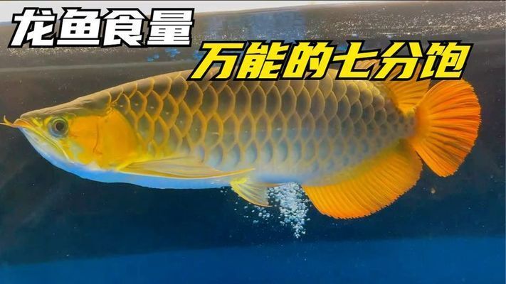 如何判斷龍魚7分飽，判斷龍魚吃了七分飽可以通過觀察其活動、體態(tài)及排泄物來判斷