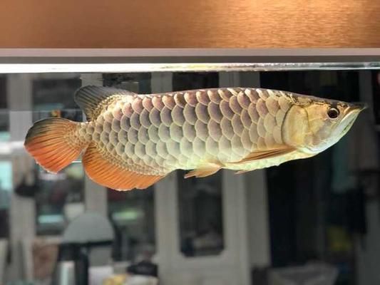 買龍魚怎樣挑選好的，購買龍魚時，選擇一個好的龍魚是確保其健康和成長的關鍵