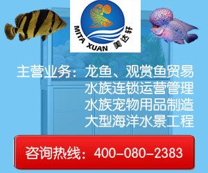 金龍魚咨詢電話，金龍魚咨詢電話是提供專業(yè)咨詢服務(wù)的聯(lián)系方式，通過該電話獲取